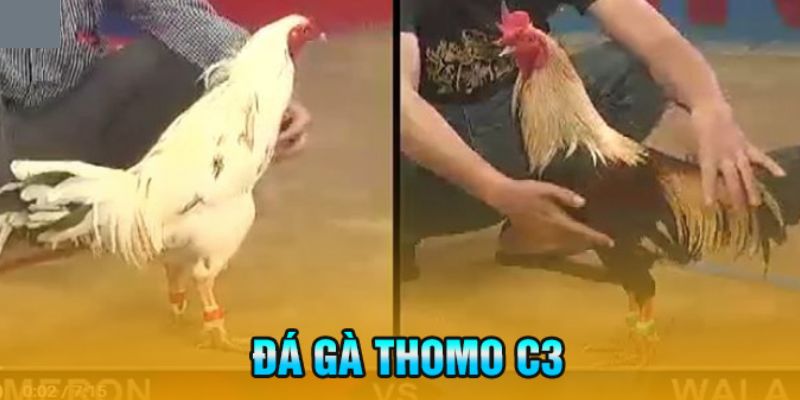 Một số kinh nghiệm hay khi chơi đá gà Thomo C3